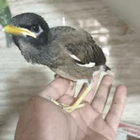 جوجه مرغ مینا