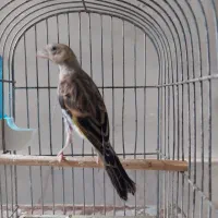 جوجه سهره قناری کال