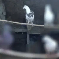 کبوتر باخت رفته