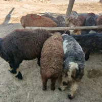 بره|حیوانات مزرعه|سپیدان, |دیوار