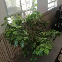 گل طبیعی بسیار زیبا
