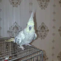 عروس هلندی