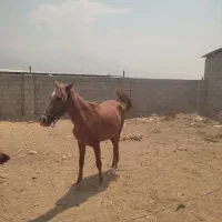 اسب