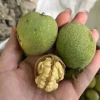 گردو پوست کاغذی ۸۵