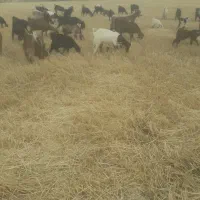 شیر بز|خوردنی و آشامیدنی|قم, باغ کرباسی|دیوار