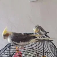 عروس هلندی نر و ماده