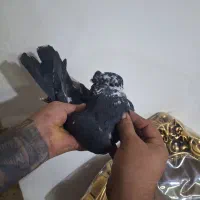 کفتر|پرنده|محمدشهر, محمدشهر|دیوار