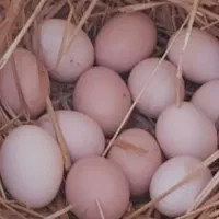 تخم مرغ لاری