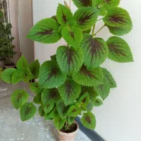 گل و گیاه آپارتمانی