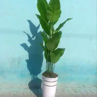 گل مصنوعی|گل مصنوعی|تهران, یاخجی آباد|دیوار