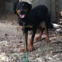 سگ روتوایلر ماده