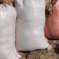 پشم میش