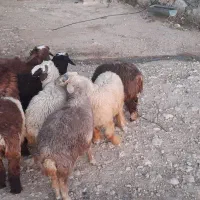 بره