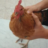 2خروس گلین یساله