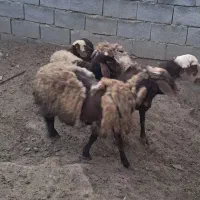 میش و بره