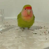 طوطی برزیلی ایسونم