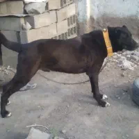 سگ فروشی