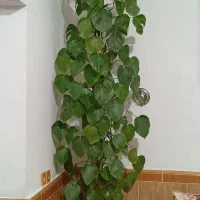 گل طبیعی