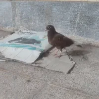 جوجه گلی پلنگ