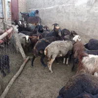 میشو بره