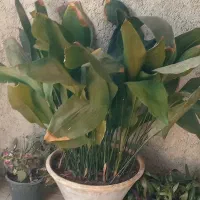 گل باگلدان