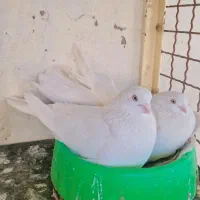 کفتر سفید چشم آینه