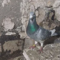 جان اردن نر وماده|پرنده|اردبیل, |دیوار