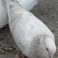 فروش کبوتر سرور ماده