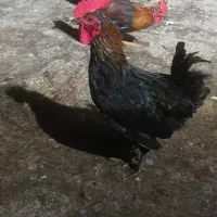 بندر ماهشهر