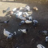 کفتر خوب