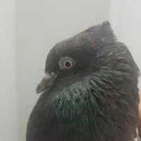 سینه ای|پرنده|قهدریجان, |دیوار