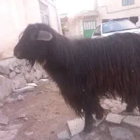 تکه|حیوانات مزرعه|ارشق, |دیوار