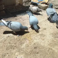 کفتر|پرنده|بجنورد, |دیوار