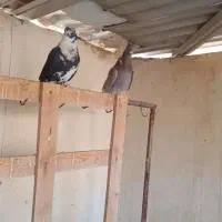کفتر|پرنده|برخوار, |دیوار