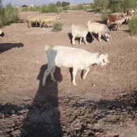 یک عدد بز ویک عدد کره ماده