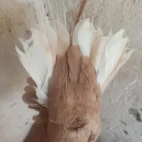 چندتا کفتر اسطوره