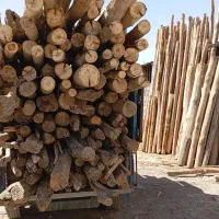 خرید انواع چوب ضایعات راجی صنوبر بید وغیر