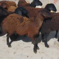 ۱۳راس بره ماده قزل افشار پشم کهنه