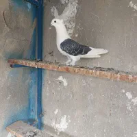 کبوتر ماده چینی