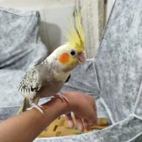 عروس هلندی جفت و جوجه
