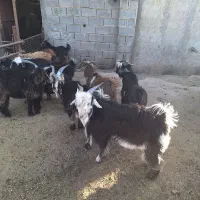 کره بزغاله شهرکردی  تخمی