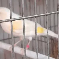 جوجه‌یک‌سال‌