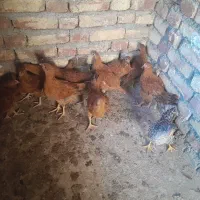 جوجه محلی