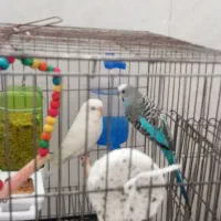 دو عدد مرغ عشق نر و ماده