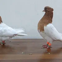 کبوتر رنگی کله زرد