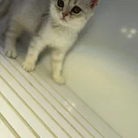 بریتیش ما‌ده بلو گلد