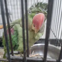 طوطی ماده رقاص