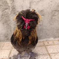 مرغ و خروس سلطان