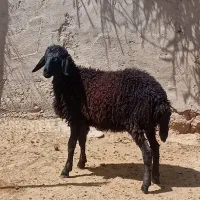 فروش یک عدد بره ماده هترو سیاه