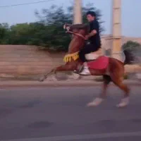 نریان عرب ایرانی